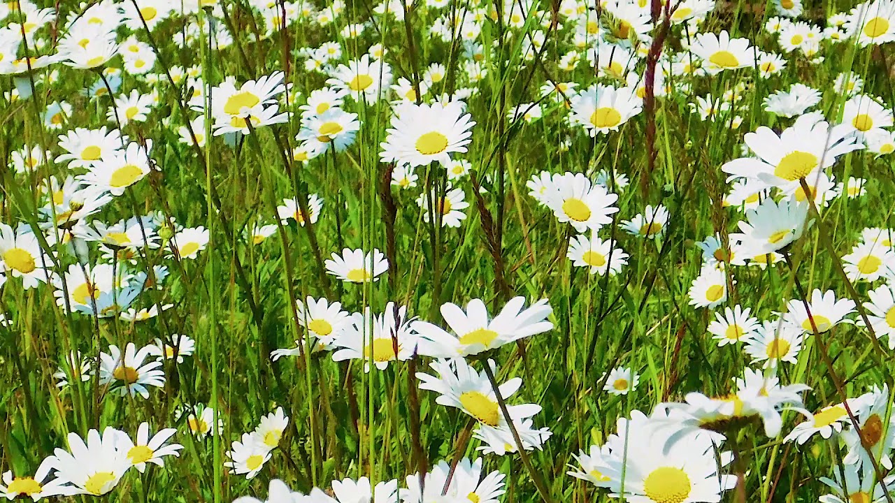 daisy time lapse video sampler YouTube