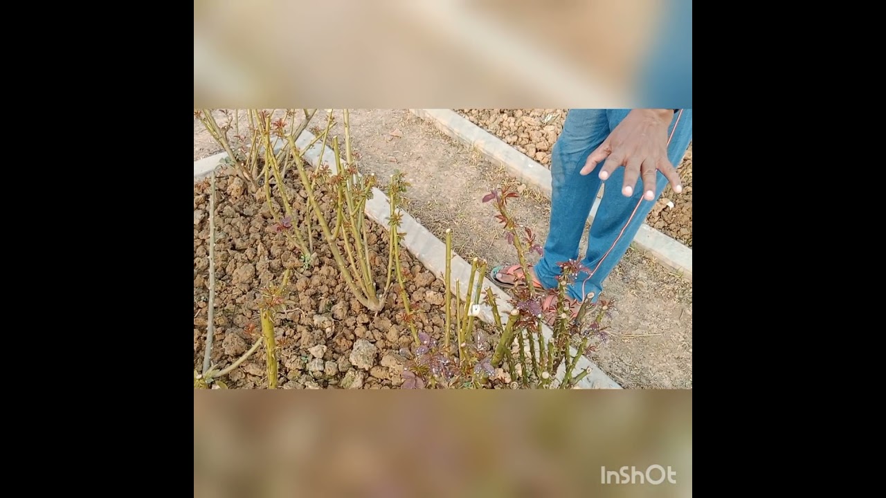 After pruning  rose 🌹🌹 what to do??