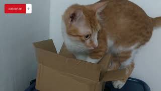 Cat trying to fit in a small box