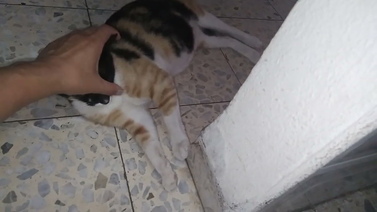 Habutu life going to be excited and happy bcz she is going to be spayd/neutered//melody sherpa vlog