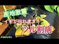サツマイモの病気を抑えろ！【ツル割病対策】　タネのハシモト