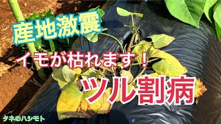 サツマイモの病気を抑えろ！【ツル割病対策】　タネのハシモト