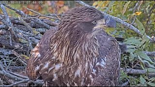 Dulles Greenway Eagle Cam - A Young Visitor and a No Vacancies Notice by C Mitchell 447 views 1 year ago 5 minutes, 46 seconds