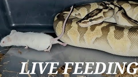 Warning - Ball Python - Live Feeding
