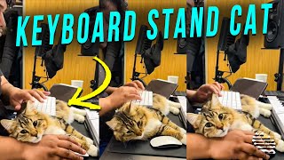 Cat Finds It Comfy to Lie on Its Side as Owner Uses It as a Keyboard Stand