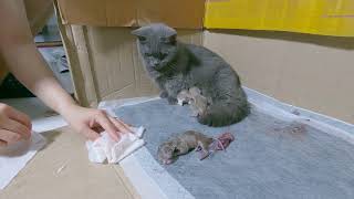 Meow Kittens: Short-legged cats give birth - the end. by Meow Kittens 1,746 views 3 months ago 3 minutes, 17 seconds