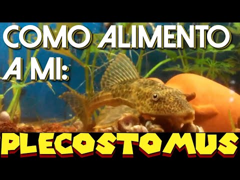 Plecostomus comiendo JBL NOVO FECT pastilla de fondo vegetal ¿Qué comen los plecos?