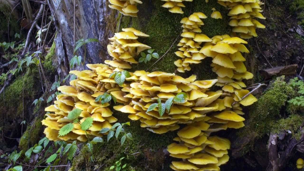 ゆめきのこ002 タモギタケ狩り Youtube