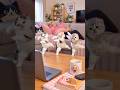 バレない用にこっそりダンス #cat #猫 #shorts