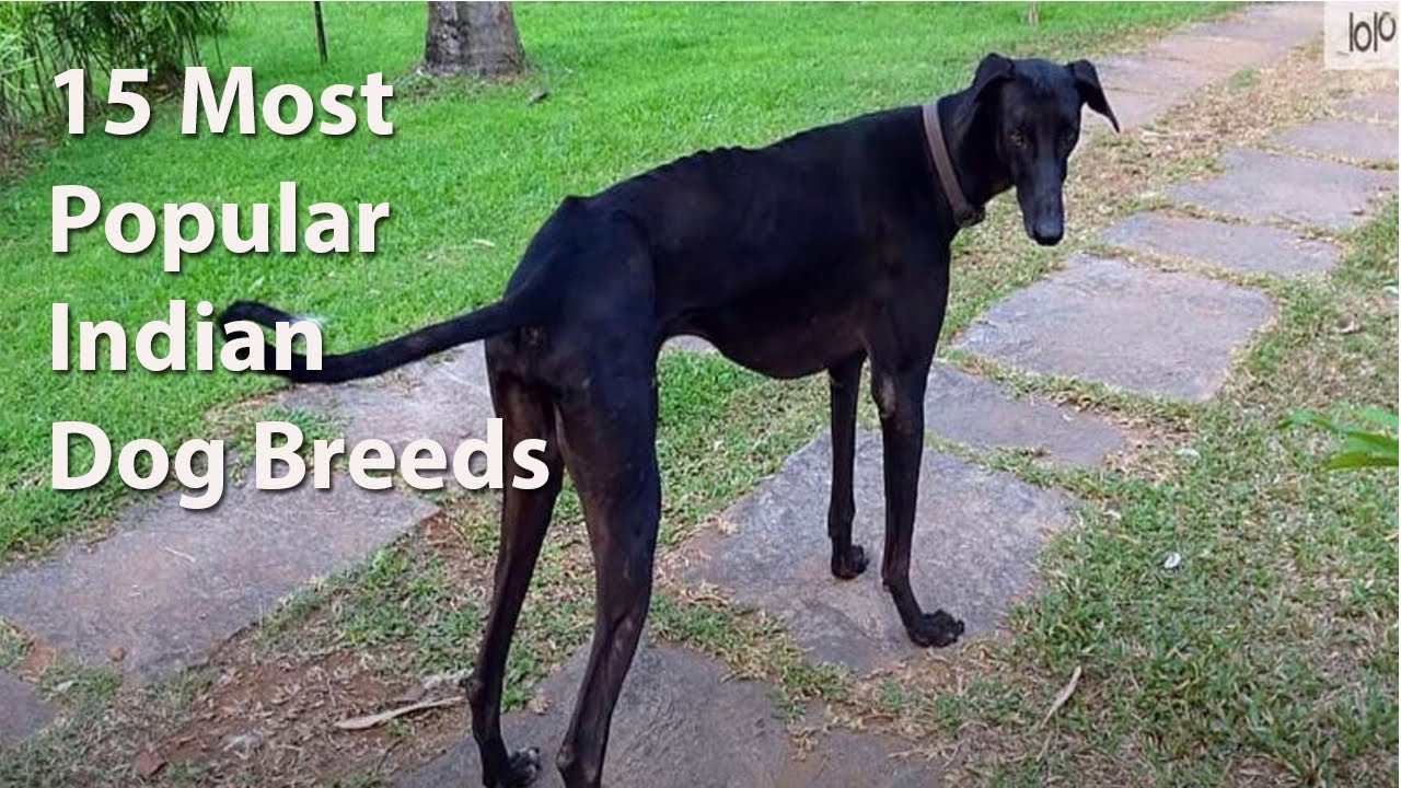 15-most-popular-indian-dog-breeds-youtube