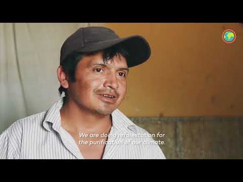 Видео: Восстановление лесов в Перу