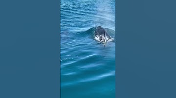 Killer Whale mother and calf, wow! #ocean #orca #shorts