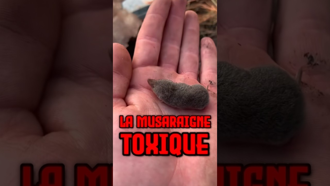 ⁣Cette musaraigne cache bien son jeu 🐭😨#animaux #nature #culture