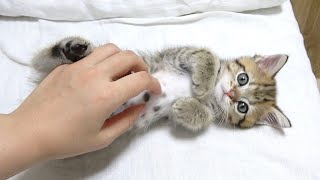 ENG) A kitten has shown her tummy soon after coming to my house!