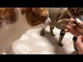 【元保護猫】初めて「チャオ 焼かつお」を愛猫にあげてみたら…