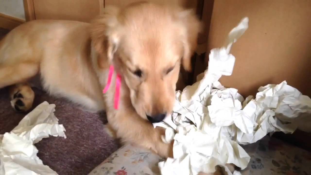 子犬のいたずら！Puppy's job. Golden Retriever YouTube