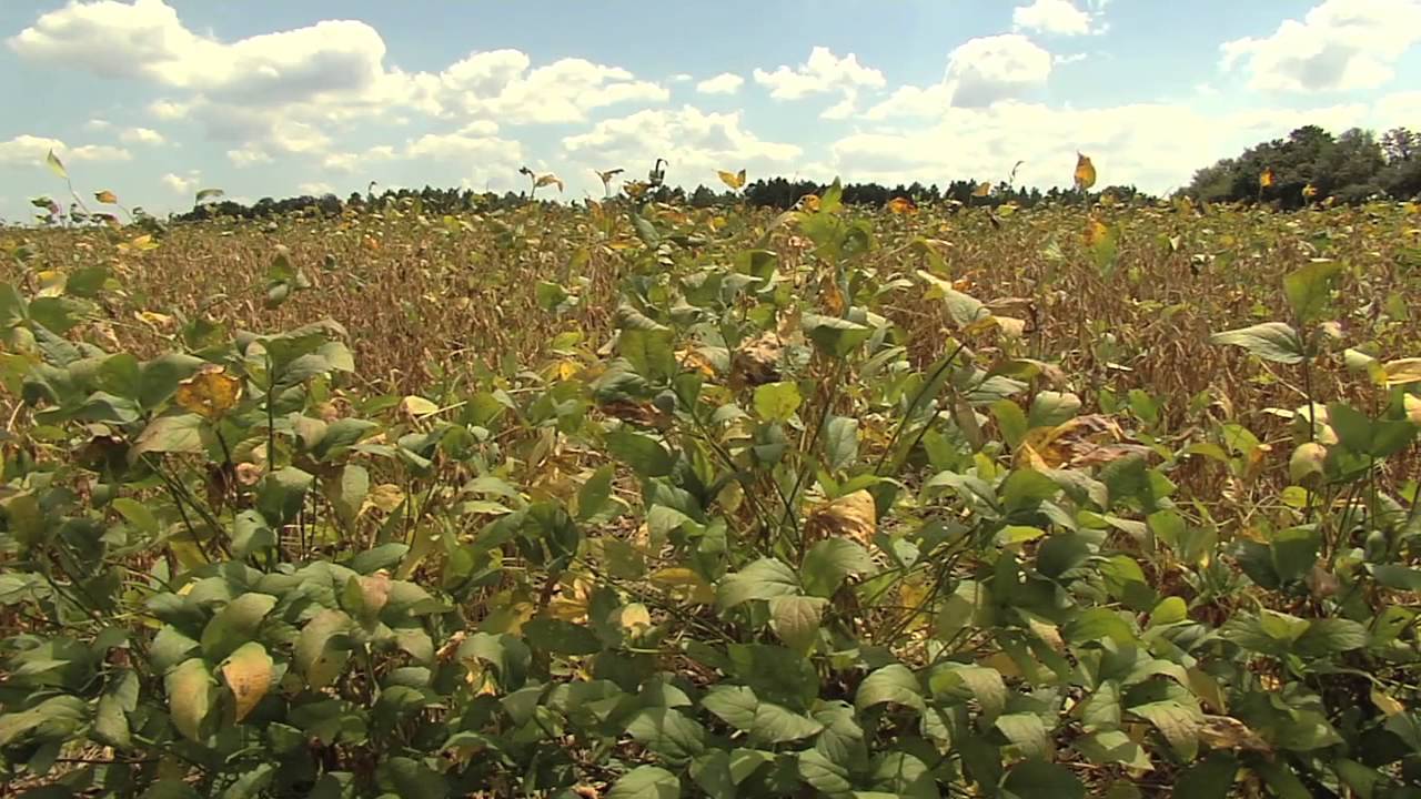 Farmer Seeks State Soybean Yield Record YouTube