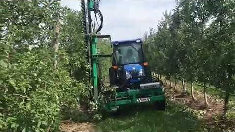 Mechanical Summer Hedging High Density Apple Trees- Munchkey Apples WI
