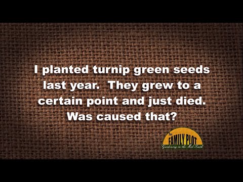 Video: Înșuruburi de napi - De ce napii merg la semințe și cum să-l preveniți