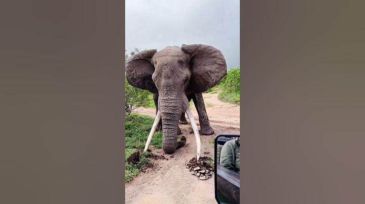big tusker crushes ground in powerful display
