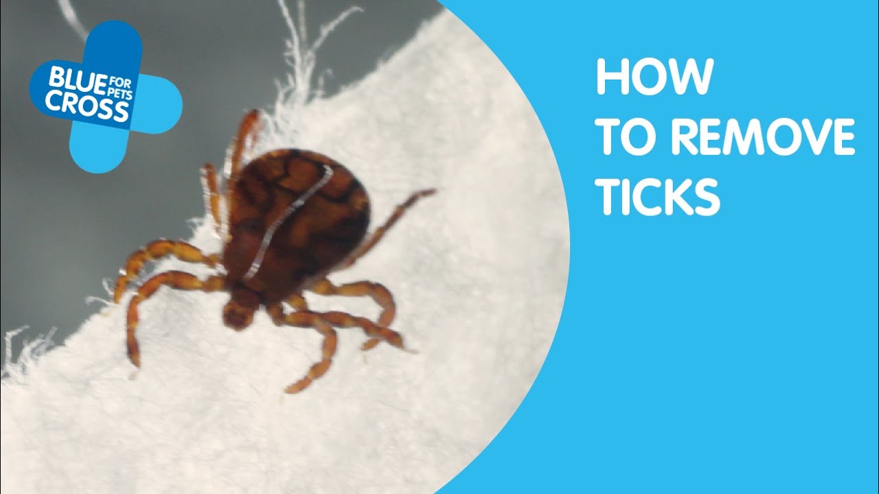 How To Remove Ticks From Your Cat Blue Cross YouTube