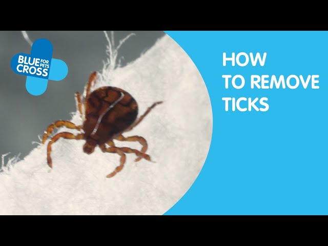 Tick Paralysis In Cats Uk