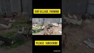 Our Village Farming In Bangladesh...#farming #villagelife #duck #tarky #chicken # #duckfarm #shorts