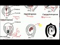 L11 types of ovules anatropous orthotropous amphitropous hemitropous circinotropous