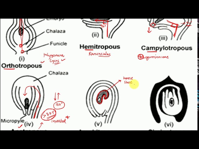 L11: Types of Ovules- Anatropous, orthotropous, amphitropous, hemitropous, Circinotropous class=