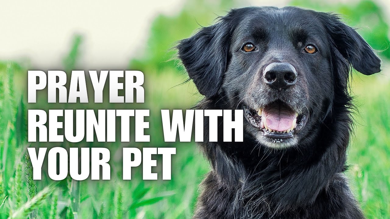 Prayer For A Lost Pet Find Your Furry Friend YouTube