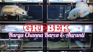 Update Terbaru Harga Ikan Channa Barca & Channa Auranti ❓ GREBEK Seller nya Langsung