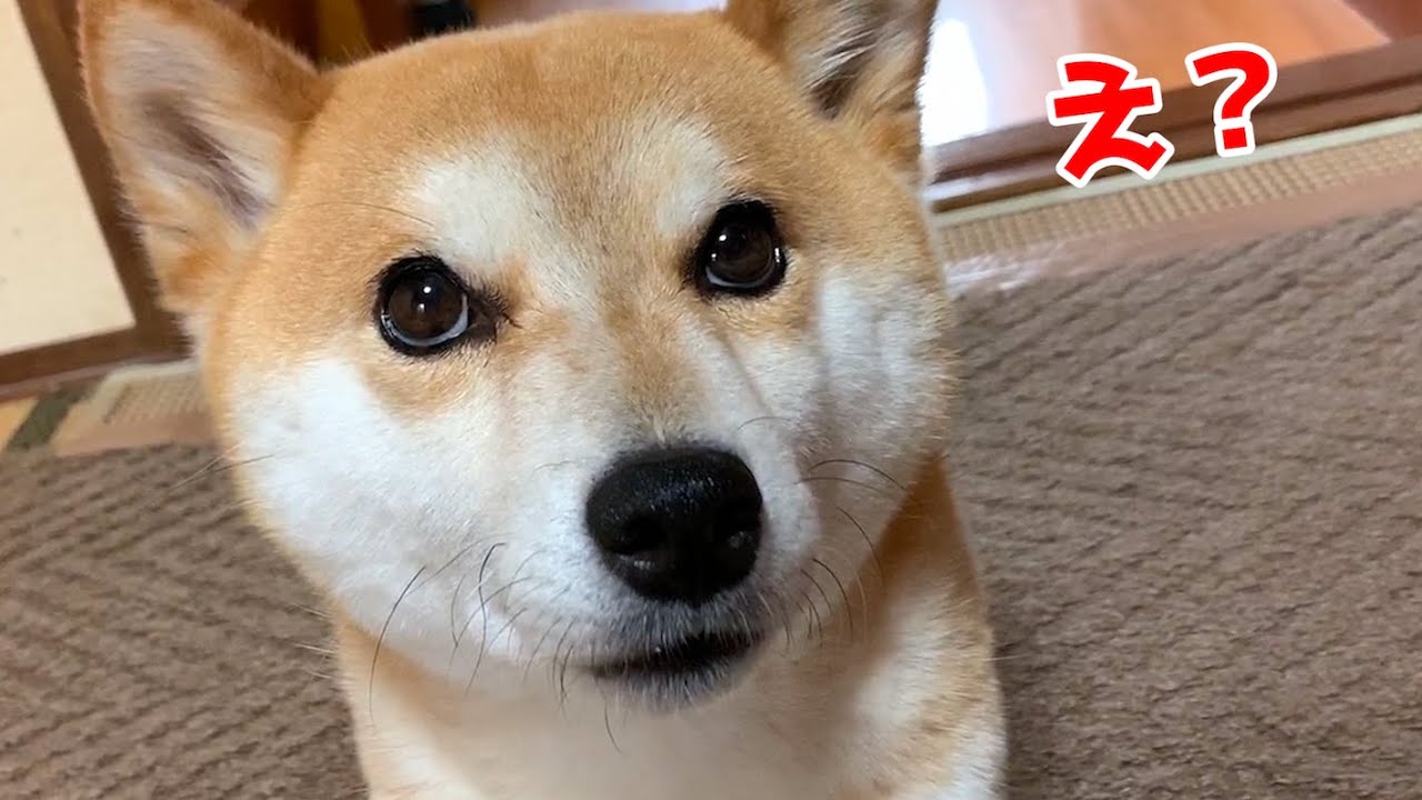暇そうな柴犬に散歩行くよ と言ったら反応がw Shiba Inu Youtube 暇そうな柴犬に散歩行くよ と言ったら反応がw Shiba Inu Youtube
