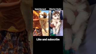 🦁Siberian Husky vs 🐯Saint Bernard cutie puppys family dog #SaintBernard# @dogfight@ cutie puppys🦖