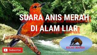 SUARA ANIS MERAH DI ALAM LIAR COCOK UNTUK PANCINGAN ANIS MERAH MACET, kicau mania #anismerah