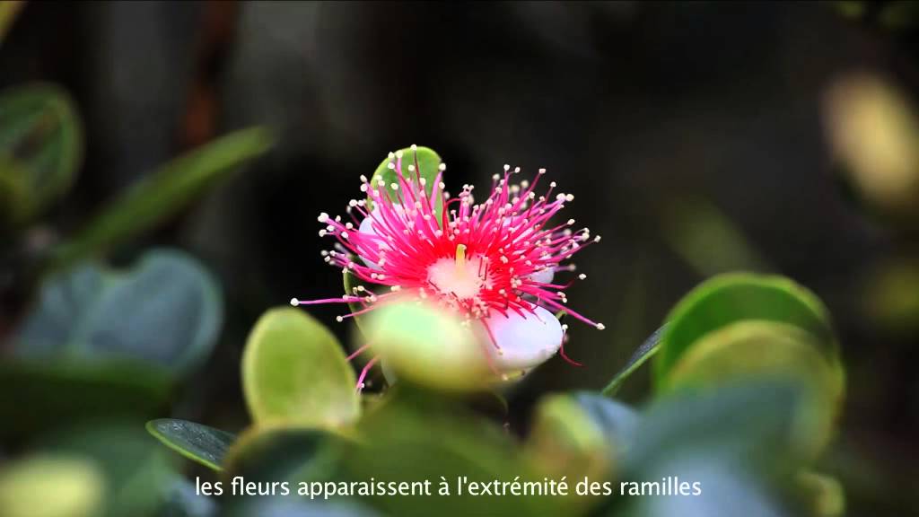 Bois de couleur -  Bois de Nèfles
