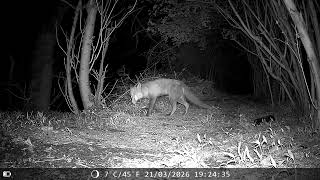 Newcomer Male, Male, Mum Fox & 2 Badgers, 21 March 2026