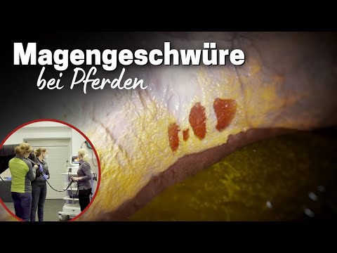 Video: Wenn Pferde Zwanghaft Werden – Krippen Bei Pferden