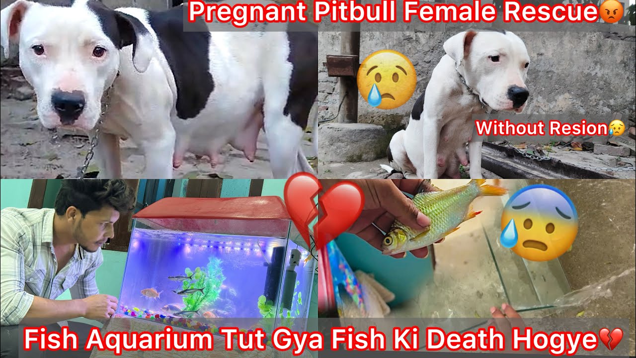 Kise N Pregnant Pitbull Female Ko Road Par Chhod Diya😡Rescue Ki🐶 Fish Aquarium Tut Gya💔Fish Mar Gye😢