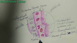 Histology of trachea