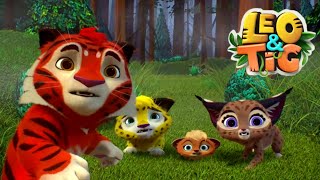 LEO and TIG   Foster Care Day Episodes collection  Moolt Kids Toons Happy Bear
