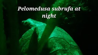 Pelomedusa subrufa at night -TurtleTerrapinTortoise-