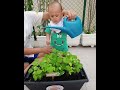 Esperanto Baby cuidando da horta