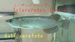 バラムンディ ノーザンバラムンディを飼い始めました【古代魚】I started to have a
