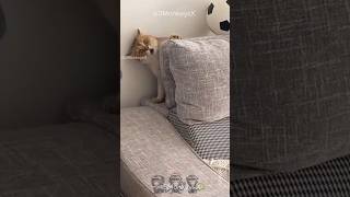 Funny Cats Compilation #13 🐱🤣 | Try Not to Laugh Challenge!