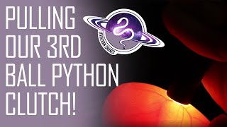 Famous Pulling Our 3rd Ball Python Clutch! Wealth