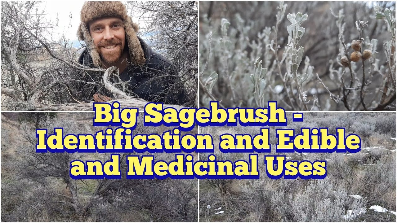 Big Sagebrush Identification, Description and Some Edible and