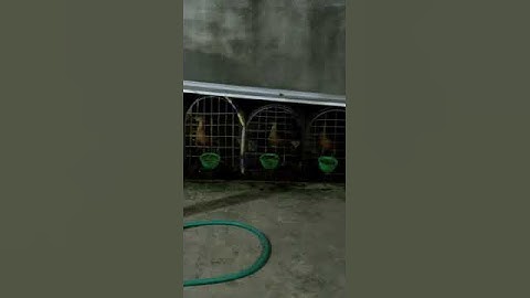 pikat burung belibis