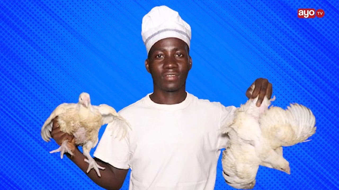 MSOMI WA SHAHADA YA SHERIA ALIYEGEUKIA BIASHARA YA KUKU, KIPATO CHAKE KWA SIKU,