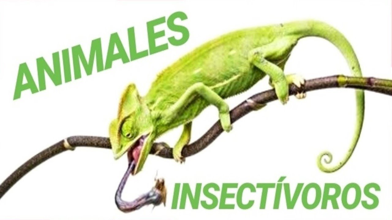 Top 7 Animales Insectivoros Youtube