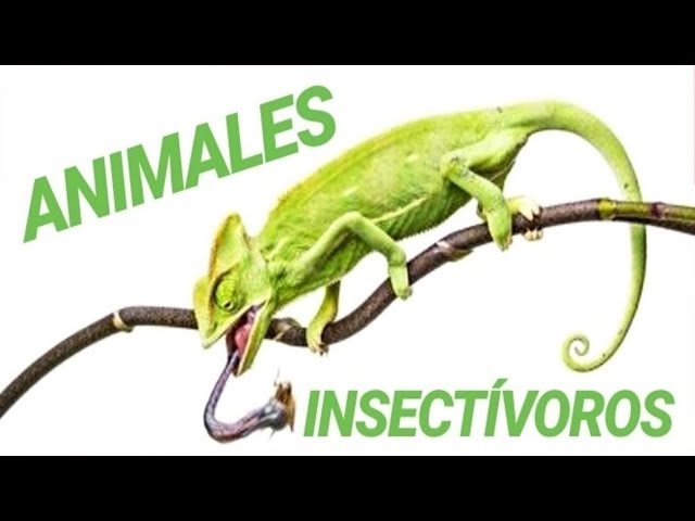 Top 7 Animales Insectivoros Youtube